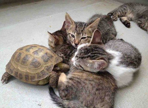 cat5.jpg