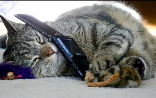 cat6.jpg