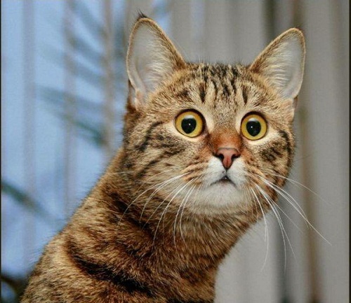 cat14.jpg