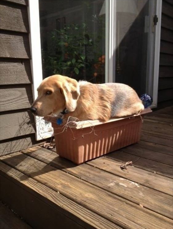 dog5.jpg