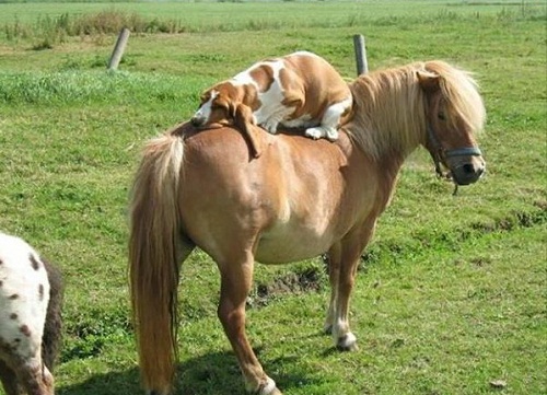 dog6.jpg