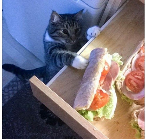 cat10.jpg