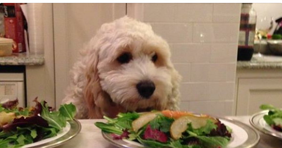 dog7.jpg
