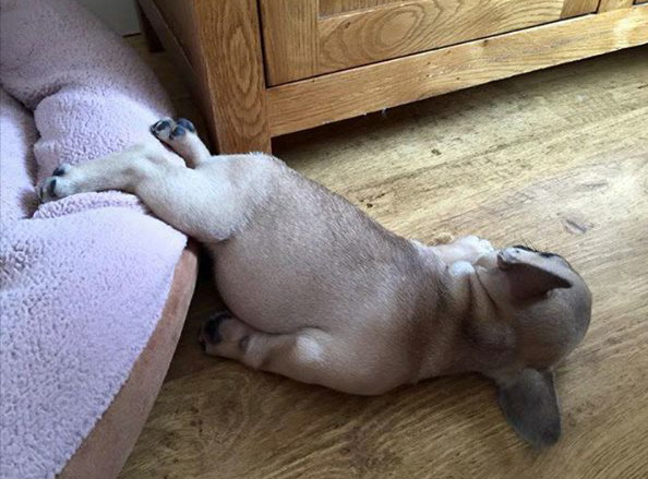 dog8.jpg