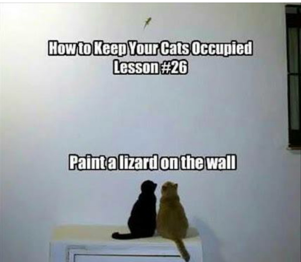 cat11.jpg