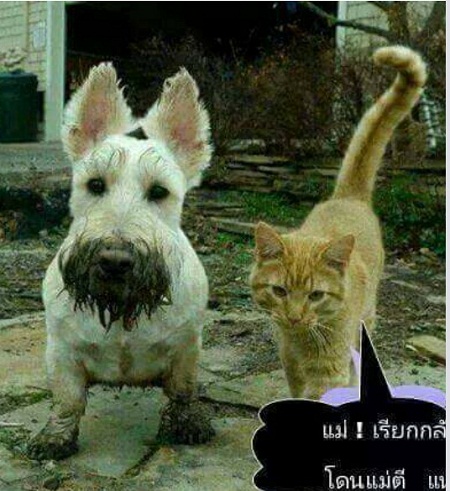 catdog.jpg