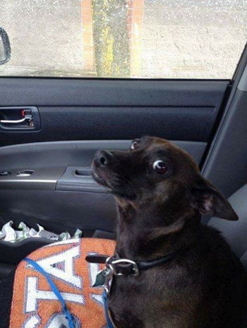 dog1.jpg