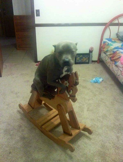 dog2.jpg