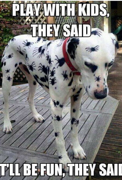 dog21.jpg