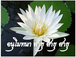 Lotus ธรรมจักร 1.jpg