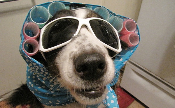 dog-in-curlers-feature.jpg
