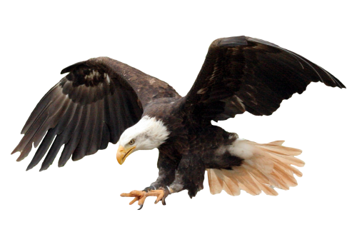 PNGPIX-COM-Bald-Eagle-PNG-Transparent-Image-500x346.png
