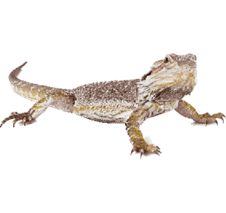 Reptile1.png