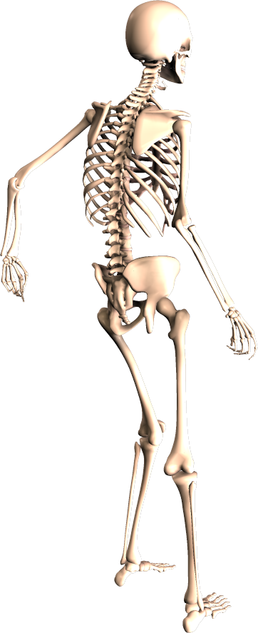 Halloween_squelette_012.png
