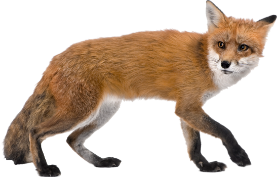 fox-tran.png