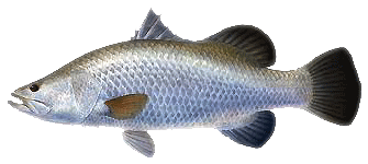 seabass.png