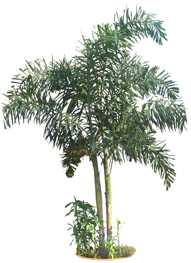 Madagaskarpalm01L.png