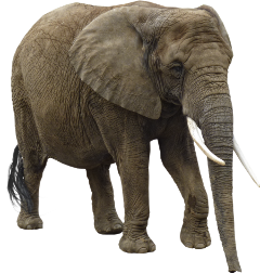 elephant_240.png