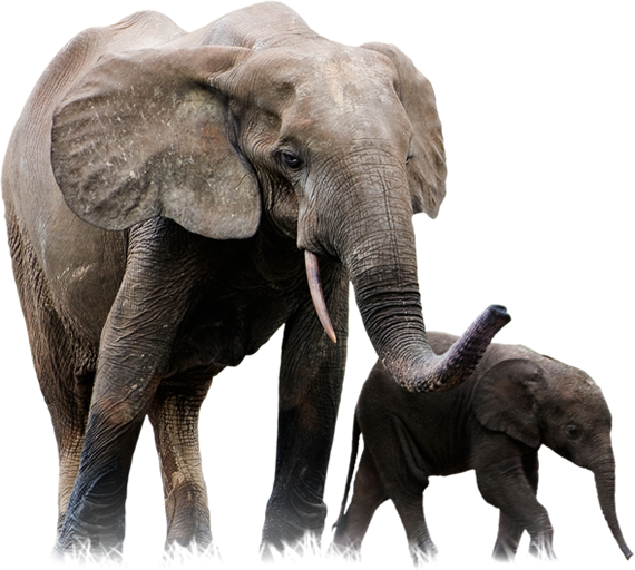 elephant-and-baby-picture-png-26.png
