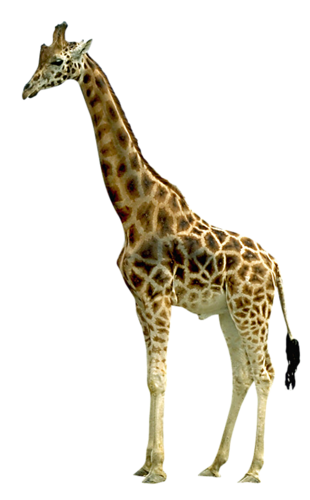 giraffe_PNG13519 (1).png
