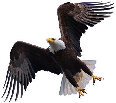 Flying-Eagle-PNG-HD.png