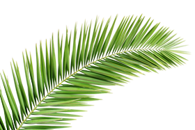 palm-leaves-picture.png