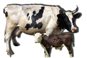 korova_karta.png