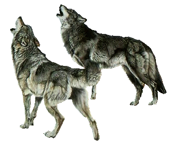 Loup1_zps212ee477.gif