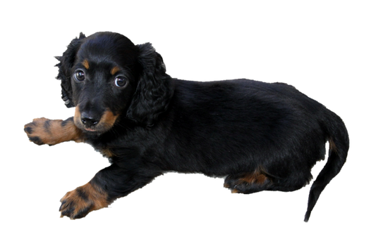 long_haired_dachshund_puppy_png_by_makiskan-db0016a.png