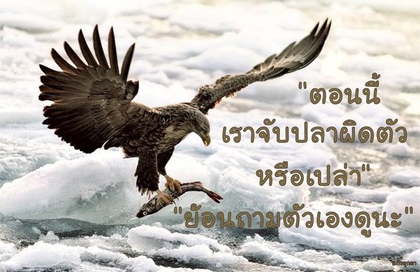 11..19จับปลาภาพเล็ก.jpg