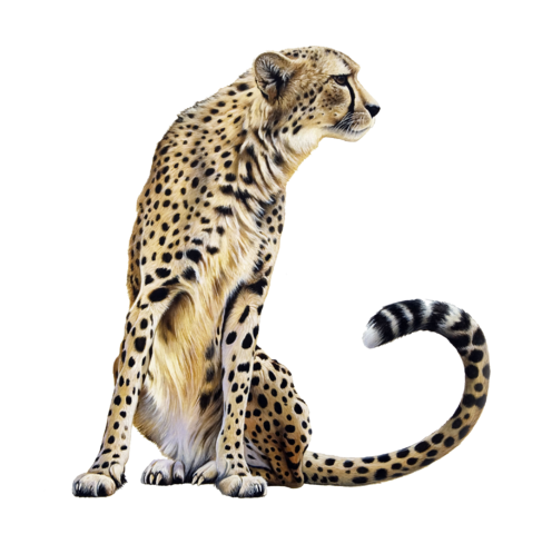Cheetah-PNG-Transparent.png