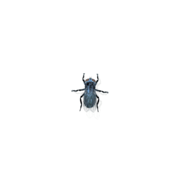 bug-4.gif