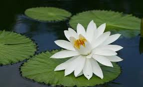 lotus white 15.jpg