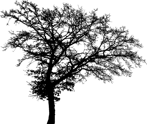 tree-5257274_1280 (1).png