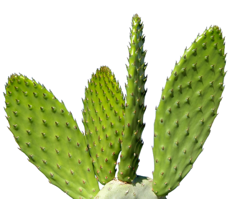 Cactus-Plant-PNG.png