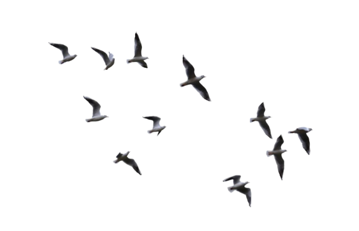 Flock-Of-Flying-Bird.png