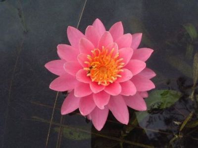 Ҿ
