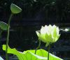 lotus 1.jpg