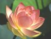 ชื่อภาพ : lotus 14.jpg
ขนาดภาพ : 25KB
ขนาดภาพ : 581x453
วันที่เพิ่ม : ก.พ. 14, 2006 lotus 14.jpg