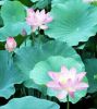 lotus-004.jpg