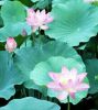 ชื่อภาพ : lotus-004.jpg
ขนาดภาพ : 28KB
ขนาดภาพ : 321x360
วันที่เพิ่ม : ต.ค. 09, 2005 lotus-004.jpg