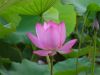 lotus-006.jpg