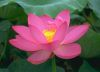 ชื่อภาพ : lotus-007.jpg
ขนาดภาพ : 13KB
ขนาดภาพ : 297x214
วันที่เพิ่ม : ต.ค. 09, 2005 lotus-007.jpg