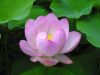 ชื่อภาพ : lotus-011.jpg
ขนาดภาพ : 51KB
ขนาดภาพ : 400x300
วันที่เพิ่ม : ต.ค. 09, 2005 lotus-011.jpg
