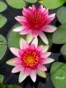 ชื่อภาพ : lotus-019.jpg
ขนาดภาพ : 67KB
ขนาดภาพ : 450x600
วันที่เพิ่ม : ต.ค. 09, 2005 lotus-019.jpg