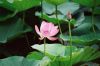 lotus-026.jpg