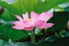 ชื่อภาพ : lotus-027.jpg
ขนาดภาพ : 54KB
ขนาดภาพ : 800x533
วันที่เพิ่ม : ต.ค. 15, 2005 lotus-027.jpg