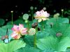 ชื่อภาพ : lotus10_1.jpg
ขนาดภาพ : 30KB
ขนาดภาพ : 450x337
วันที่เพิ่ม : ก.พ. 03, 2006 lotus10_1.jpg